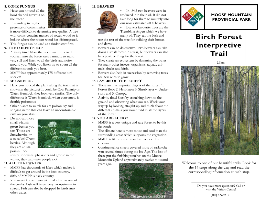 Birch Forest Interpretive Trail
