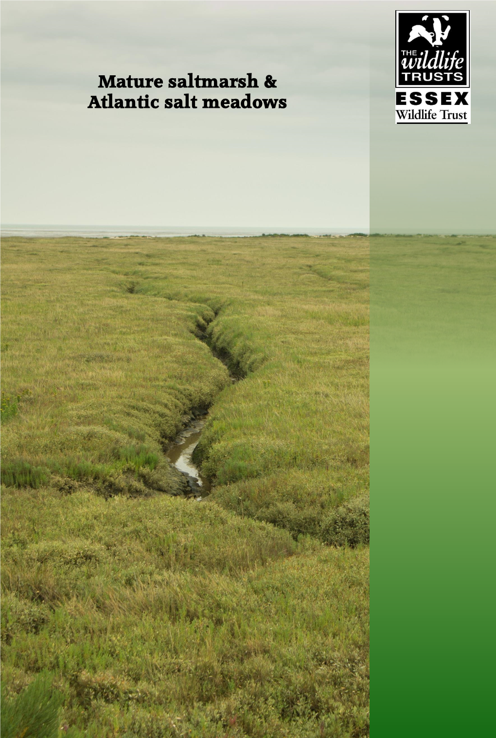 Mature Saltmarsh & Atlantic Salt Meadows