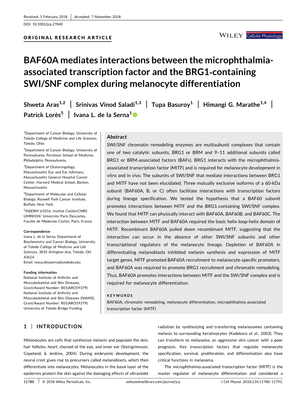 Associated Transcription Factor and the BRG1‐Containing SWI/SNF Complex During Melanocyte Differentiation