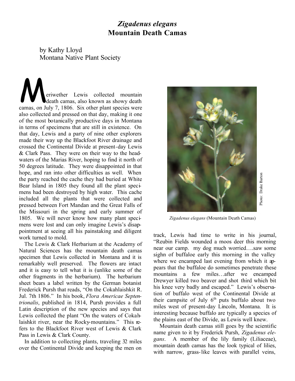 Zigadenus Elegans (Mountain Death Camas) (Pdf)