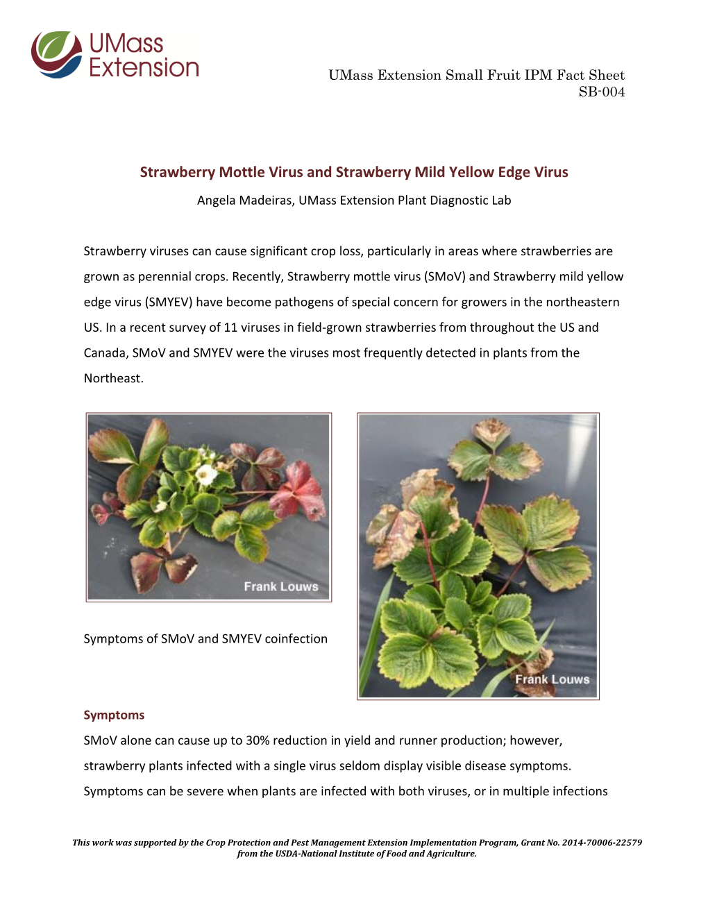 Strawberry Mottle Virus and Strawberry Mild Yellow Edge Virus Angela Madeiras, Umass Extension Plant Diagnostic Lab