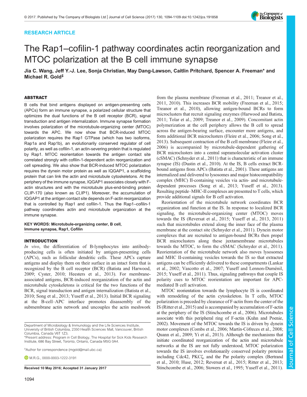 The Rap1–Cofilin-1 Pathway Coordinates Actin Reorganization and MTOC Polarization at the B Cell Immune Synapse Jia C