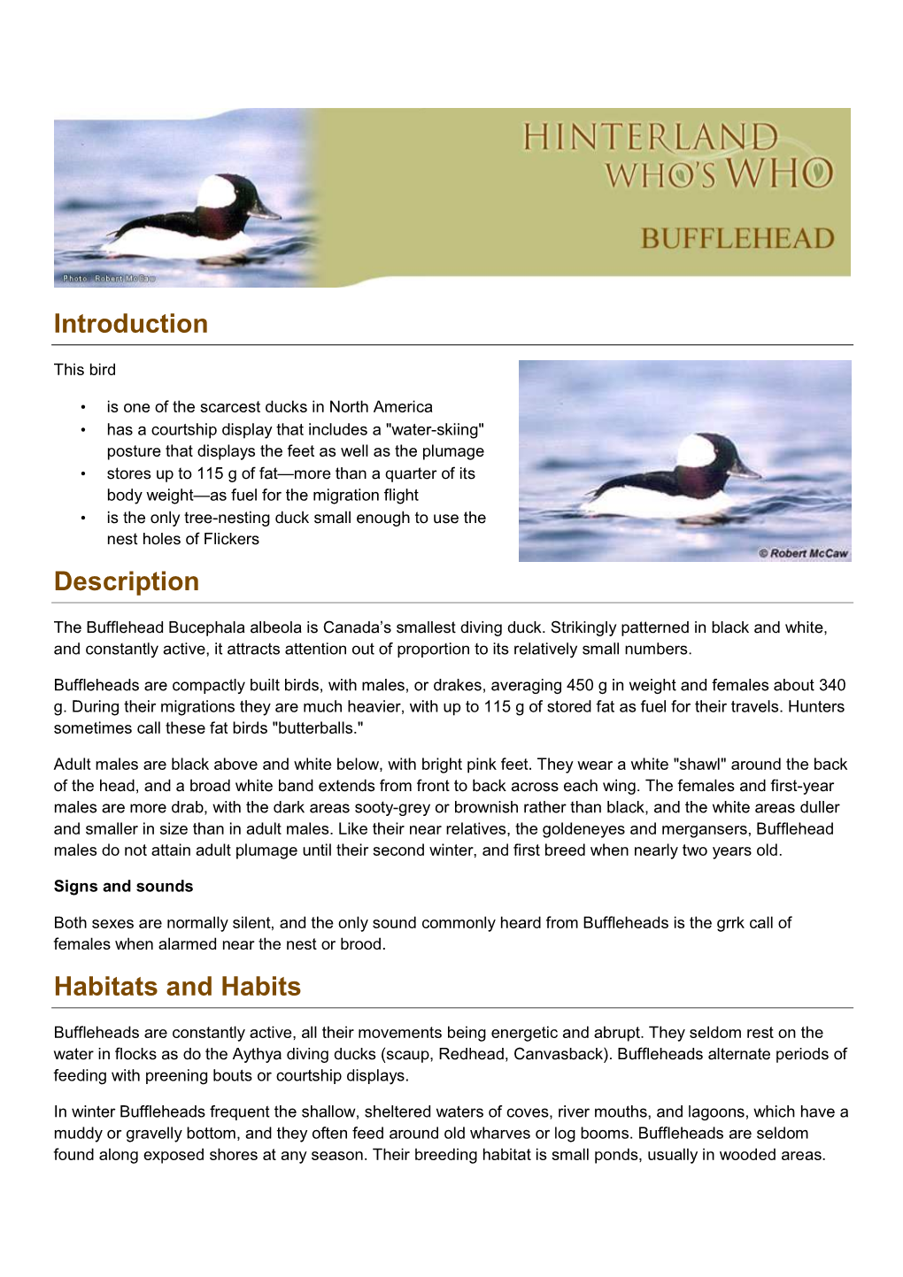 Bufflehead EN