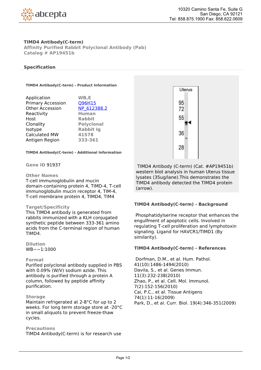 TIMD4 Antibody(C-Term) Affinity Purified Rabbit Polyclonal Antibody (Pab) Catalog # Ap19451b