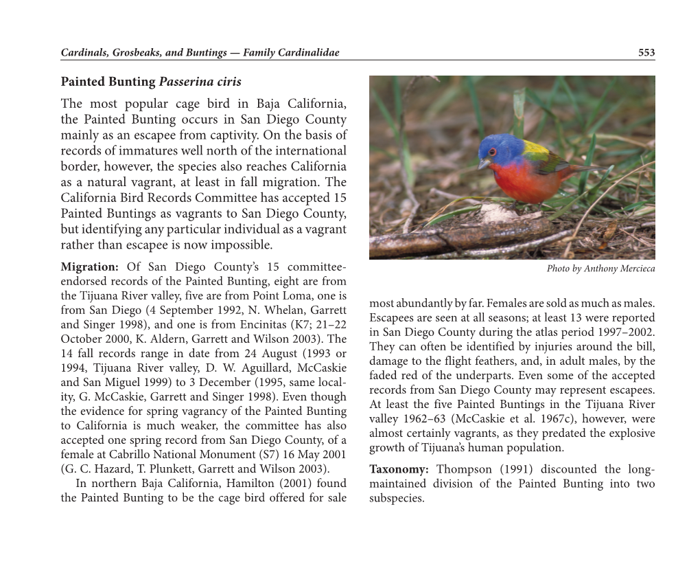 Painted Bunting Passerina Ciris the Most Popular Cage Bird in Baja California, the Painted Bunting Occurs in San Diego County Mainly As an Escapee from Captivity