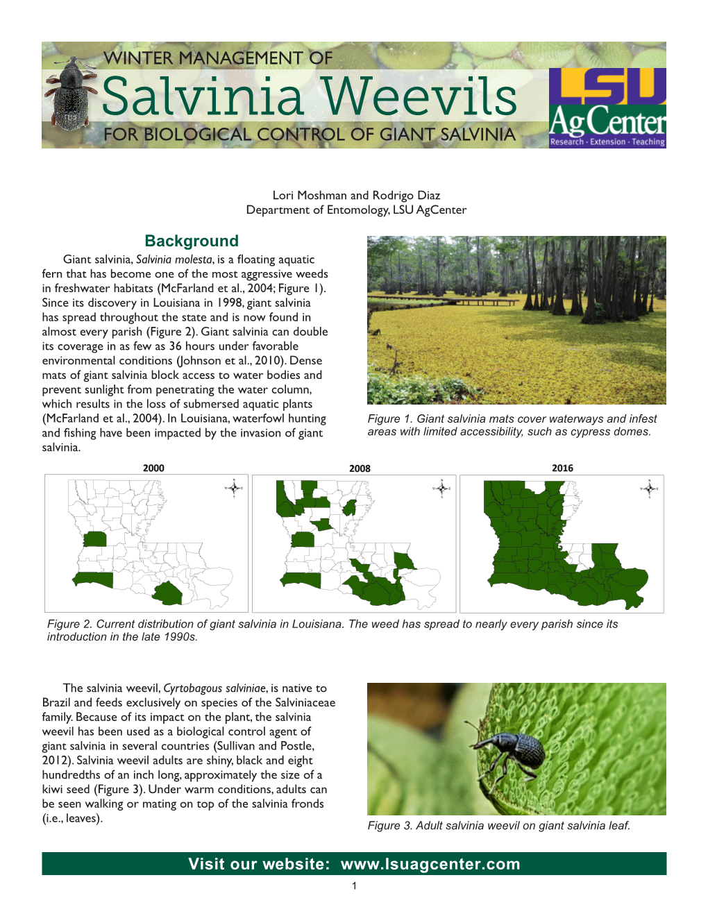 Salvinia Weevils for BIOLOGICAL CONTROL of GIANT SALVINIA