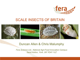 Scale Insects of Britain