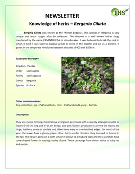 Knowledge of Herbs- Bergenia Ciliata