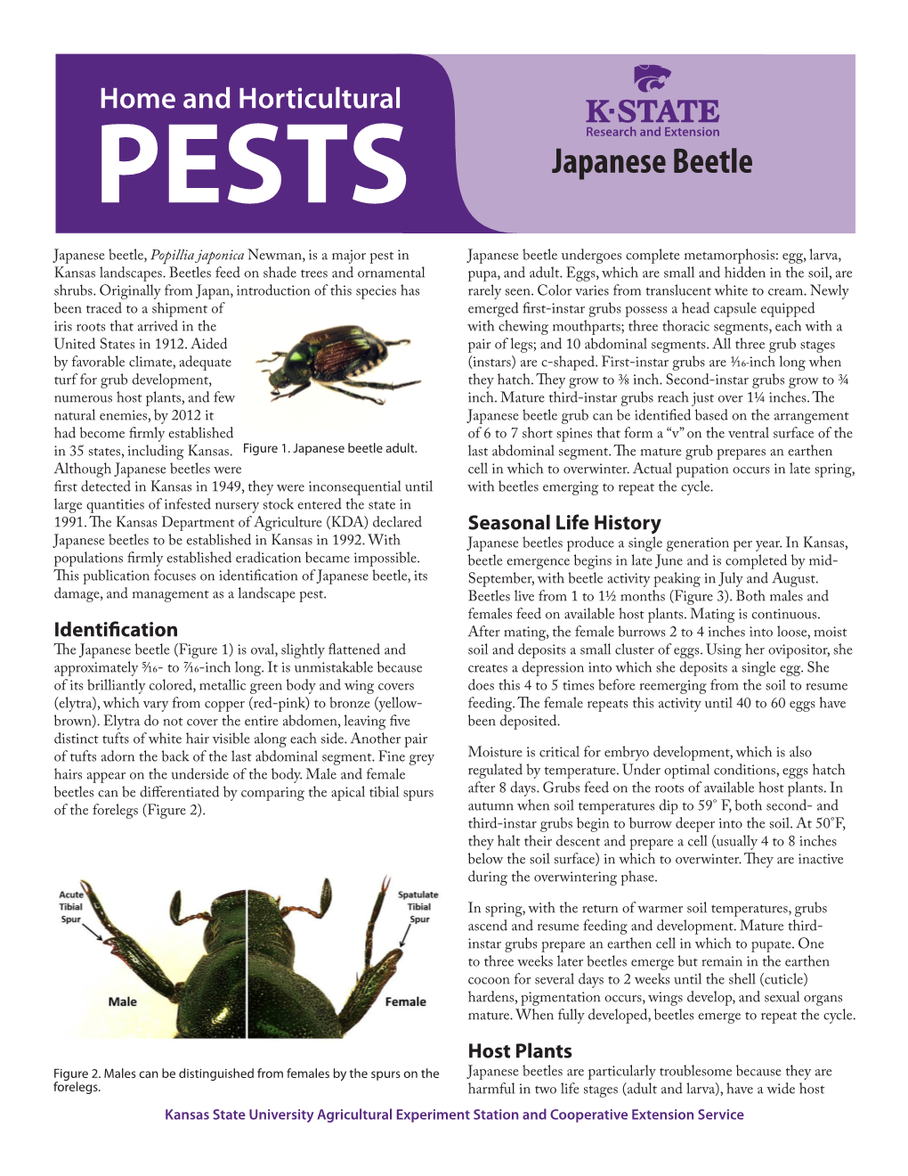 Japanese Beetle