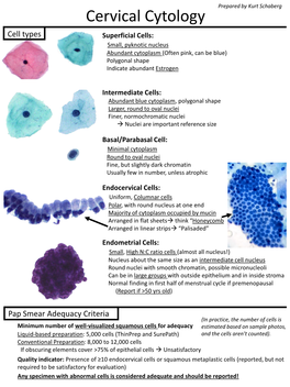 Cervical Cytology Cell Types Superficial Cells: Small, Pyknotic Nucleus Abundant Cytoplasm (Often Pink, Can Be Blue) Polygonal Shape Indicate Abundant Estrogen