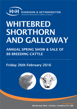 Whitebred Shorthorn and Galloway