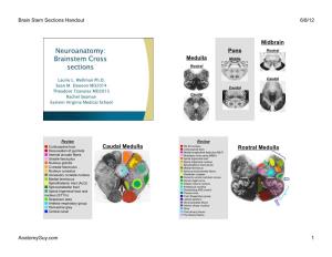 Anatomyguy Brainstem Sections