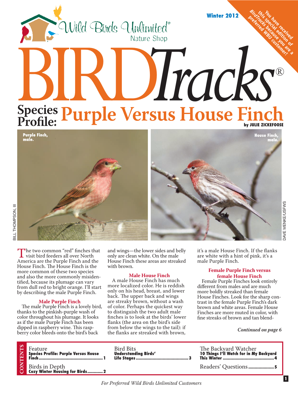 Purple Versus House Finch Bird Feeders