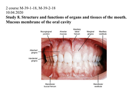 Study 8. Structure and Functions of Organs and Tissues of the Mouth