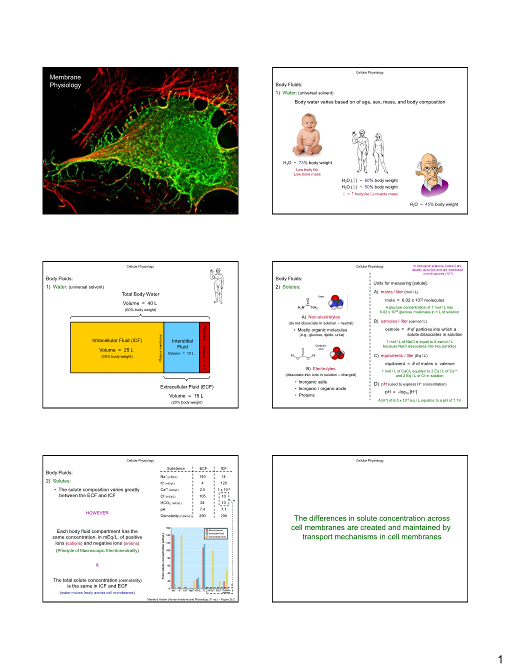 The Differences in Solute Concentration Across Cell Membranes Are Created and Maintained by Transport Mechanisms in Cell Membra