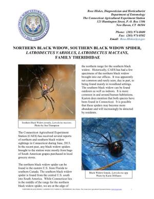 Black Widow Spider, Latrodectus Variolus, Latrodectus Mactans, Family Theridiidae