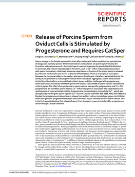 Release of Porcine Sperm from Oviduct Cells Is Stimulated by Progesterone and Requires Catsper Sergio A