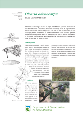Olearia Adenocarpa (Small-Leaved Tree Daisy)