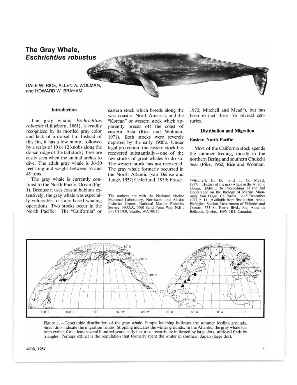 The Gray Whale, Eschrichtius Robustus