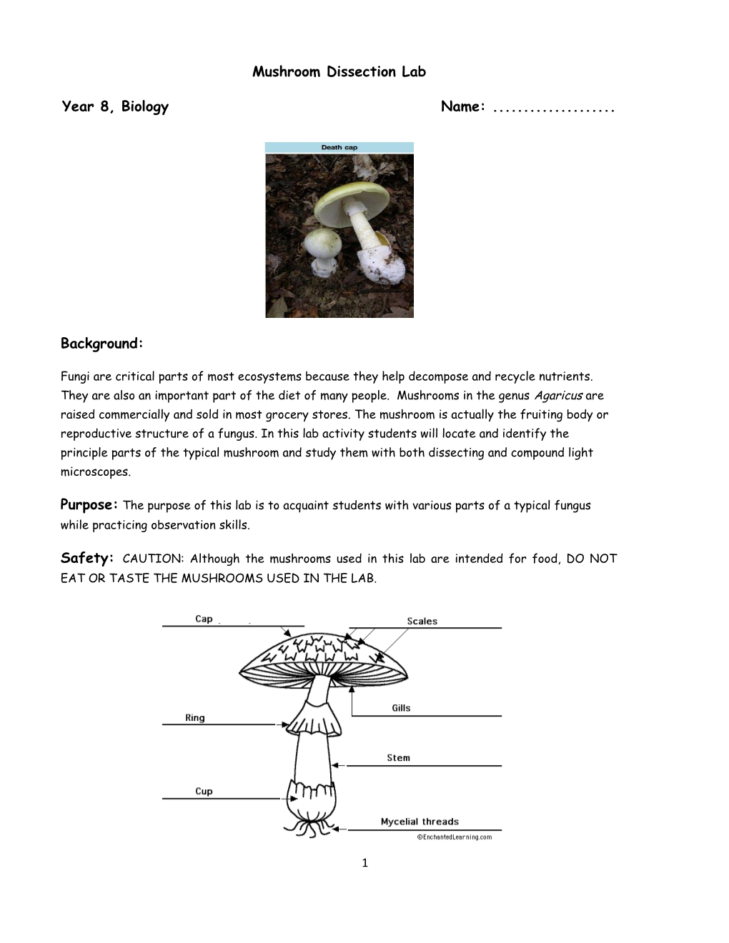 Mushroom Dissection Lab s1