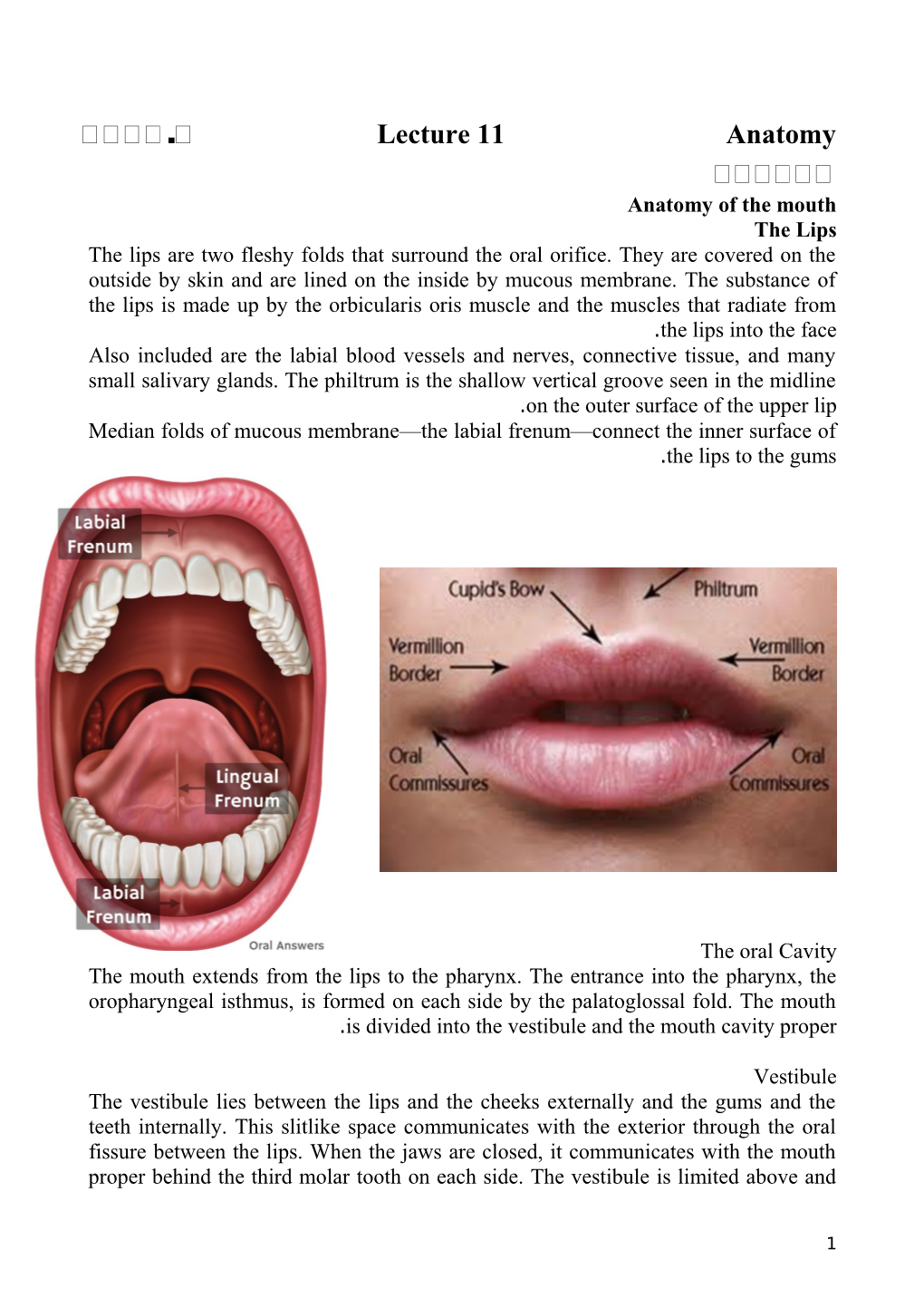 Anatomy of the Mouth