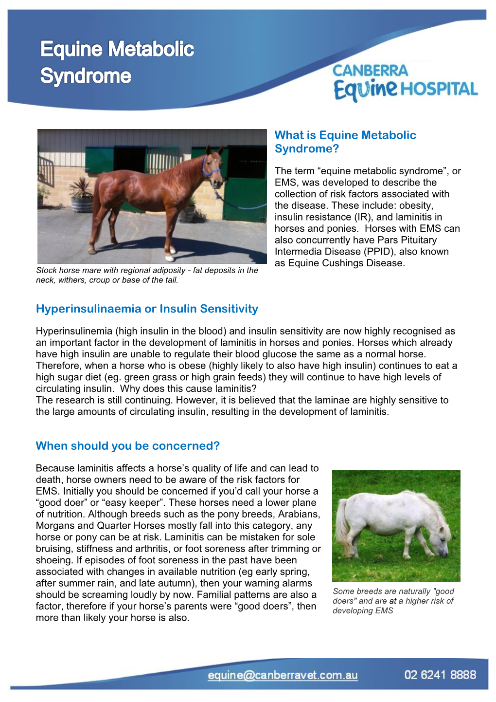 What Is Equine Metabolic Syndrome?
