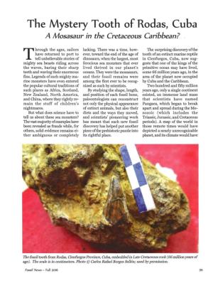 The Mystery Tooth of Rodas, Cuba a Mosasazir in the Cretaceous Caribbean?