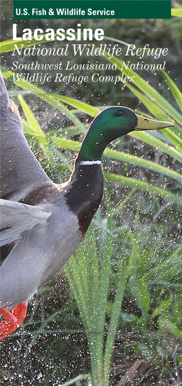 Lacassine National Wildlife Refuge General Brochure