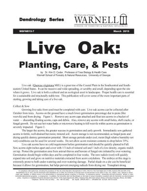 Live Oak: Planting, Care, & Pests