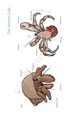 The Hermit Crab COPYRIGHTED MATERIAL Antenna Cheliped Eye Shell Antennae