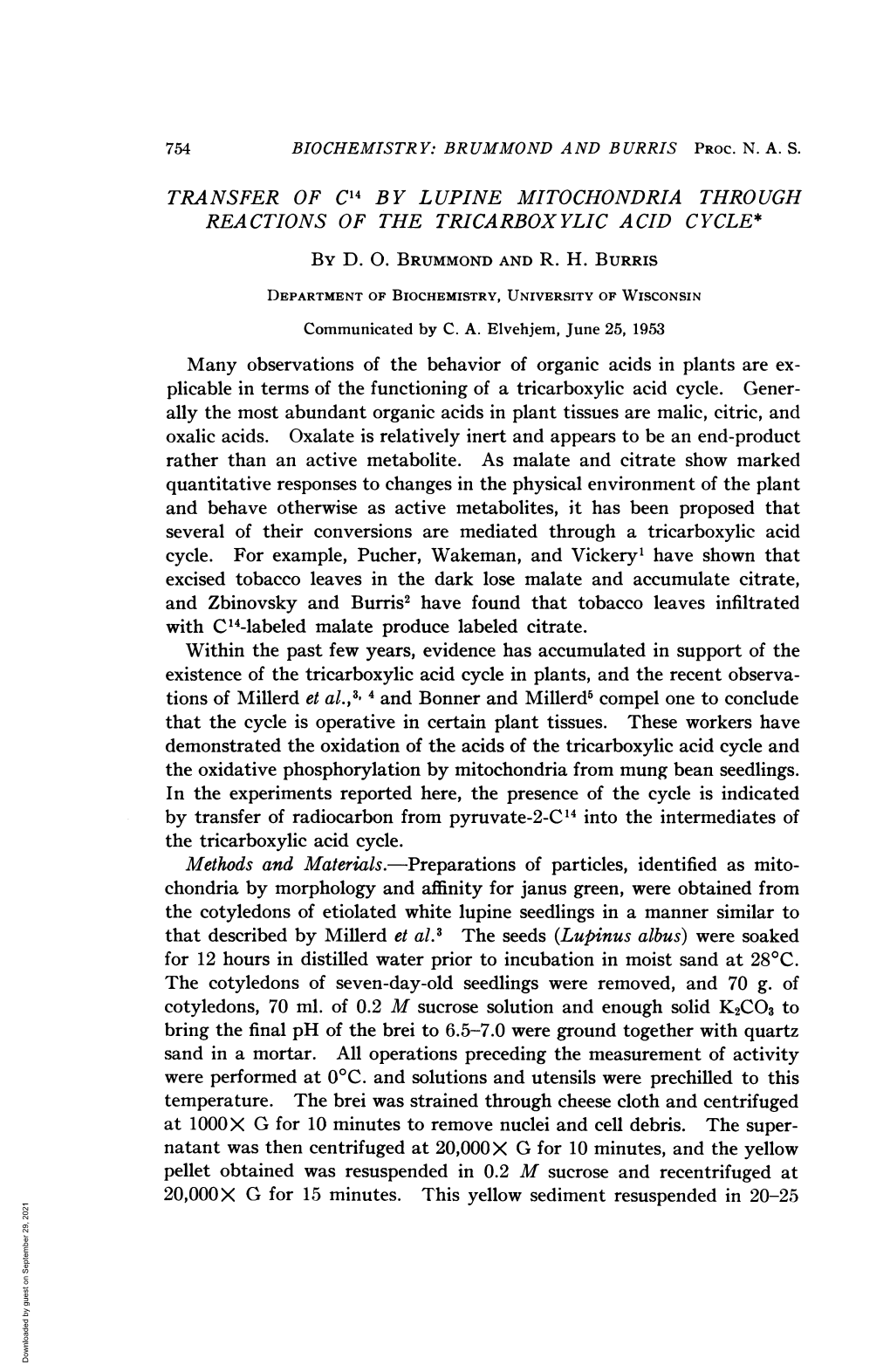 Transfer of C14 by Lupine Mitochondria Through