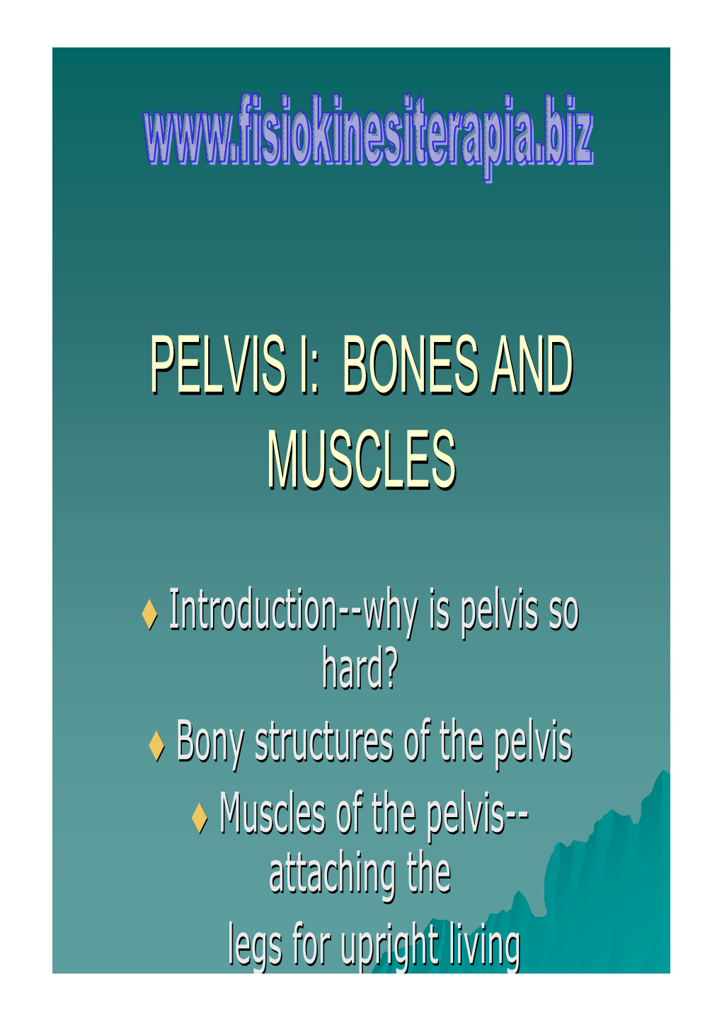 Pelvis I: Bones and Muscles