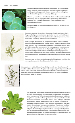 Plant Evolution Acetabularia Is a Genus of Green Algae