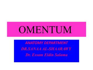 7) Anatomy of OMENTUM