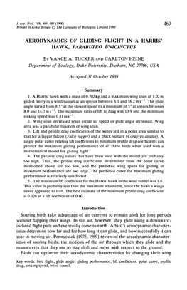 Aerodynamics of Gliding Flight in a Harris' Hawk, Parabuteo Unicinctus