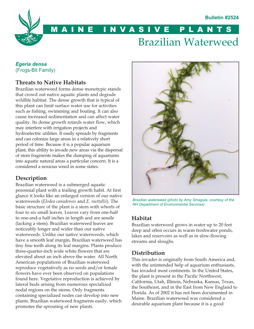 Brazilian Waterweed, Egeria Densa
