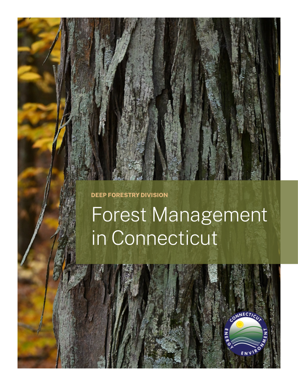 Forest Management in Connecticut