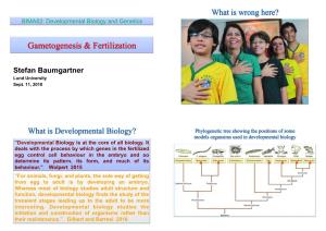 Gametogenesis & Fertilization