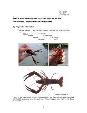 Red Swamp Crayfish Procambarus Clarkii 1