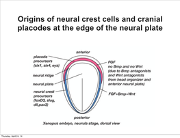 Origins of Neural Crest Cells and Cranial Placodes at the Edge of the Neural Plate