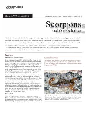 Homeowner Guide to Scorpions and Their Relatives