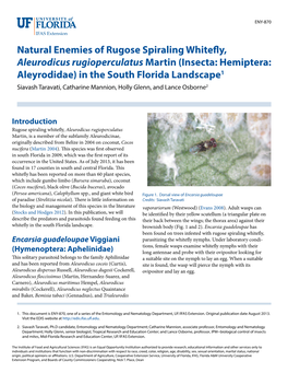 Natural Enemies of Rugose Spiraling Whitefly, Aleurodicus