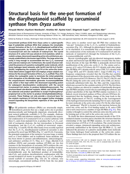 Structural Basis for the One-Pot Formation of the Diarylheptanoid Scaffold by Curcuminoid Synthase from Oryza Sativa