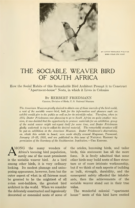 The Sociable Weaver of South Africa.Pdf