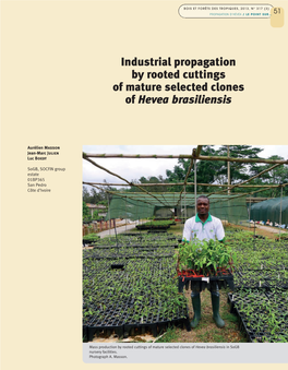 Industrial Propagation by Rooted Cuttings of Mature Selected Clones of Hevea Brasiliensis