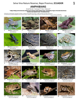 1213 Amphibians of Selva Viva Reserve