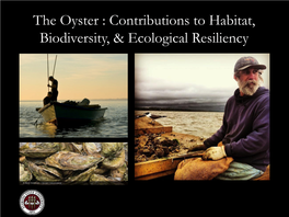 The Oyster : Contributions to Habitat, Biodiversity, & Ecological Resiliency