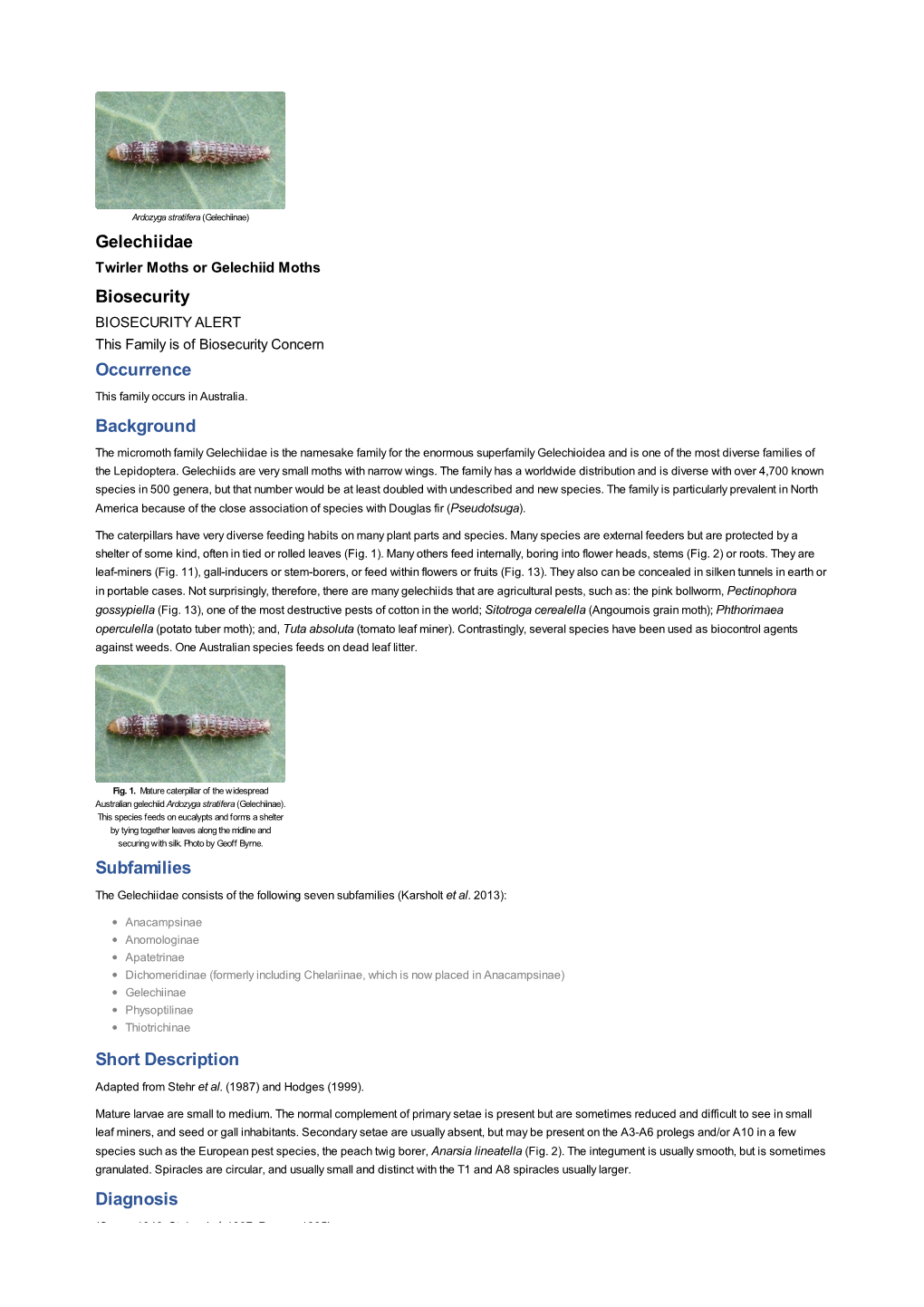 Gelechiidae Biosecurity Occurrence Background Subfamilies Short