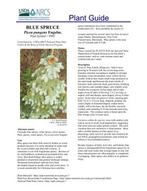 BLUE SPRUCE Northeastern US – These Probably the Source Of