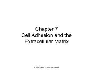 Chapter 7 Cell Adhesion and the Extracellular Matrix